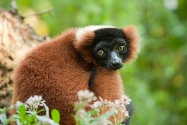 red ruffed lemur