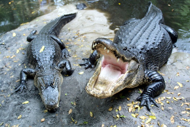 Alligators on RockAlliga