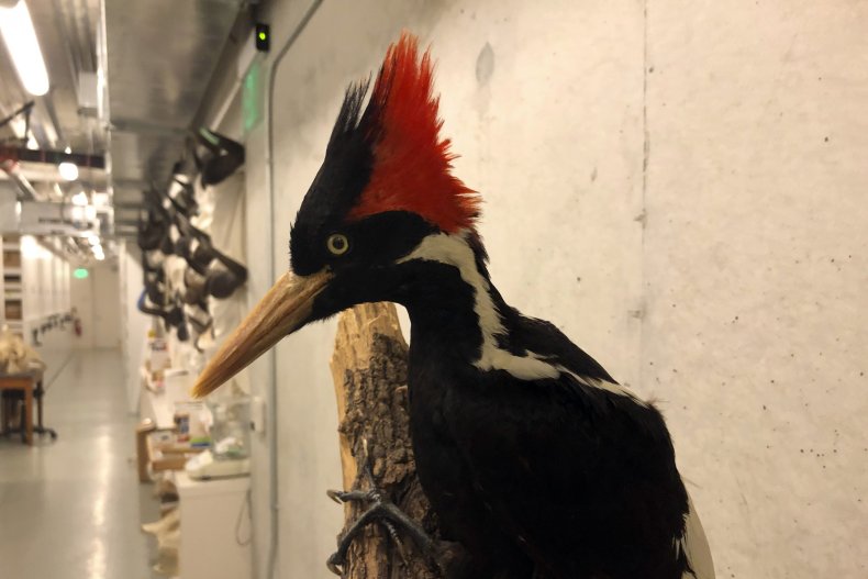 Splendid Woodpecker