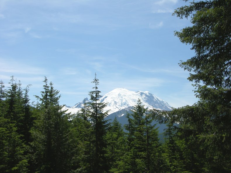 Western hemlock (Tsuga heterophylla)