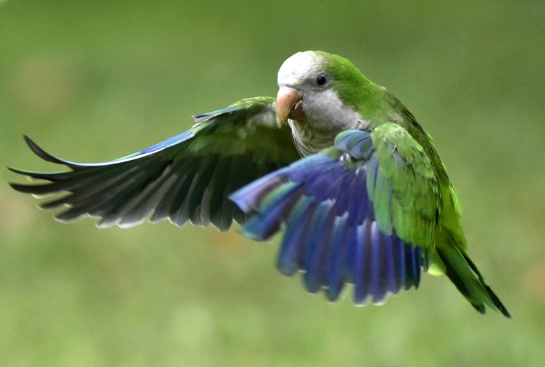 A monk parakeet in flight.