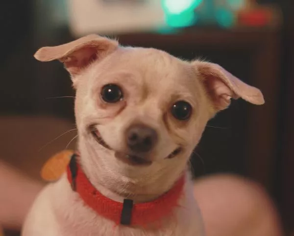 Dog That Is Always Smiling Due to Rare Condition Is Looking for a Home Dog That Is Always Smiling Due to Rare Condition Is Looking for a Home