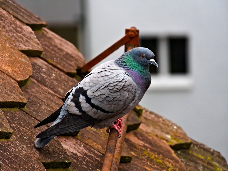 File photo of a pigeon.