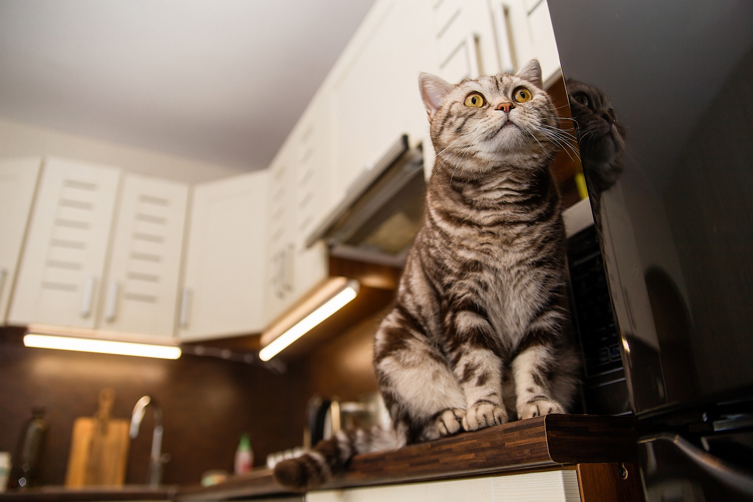 A cat perched on a counter. 