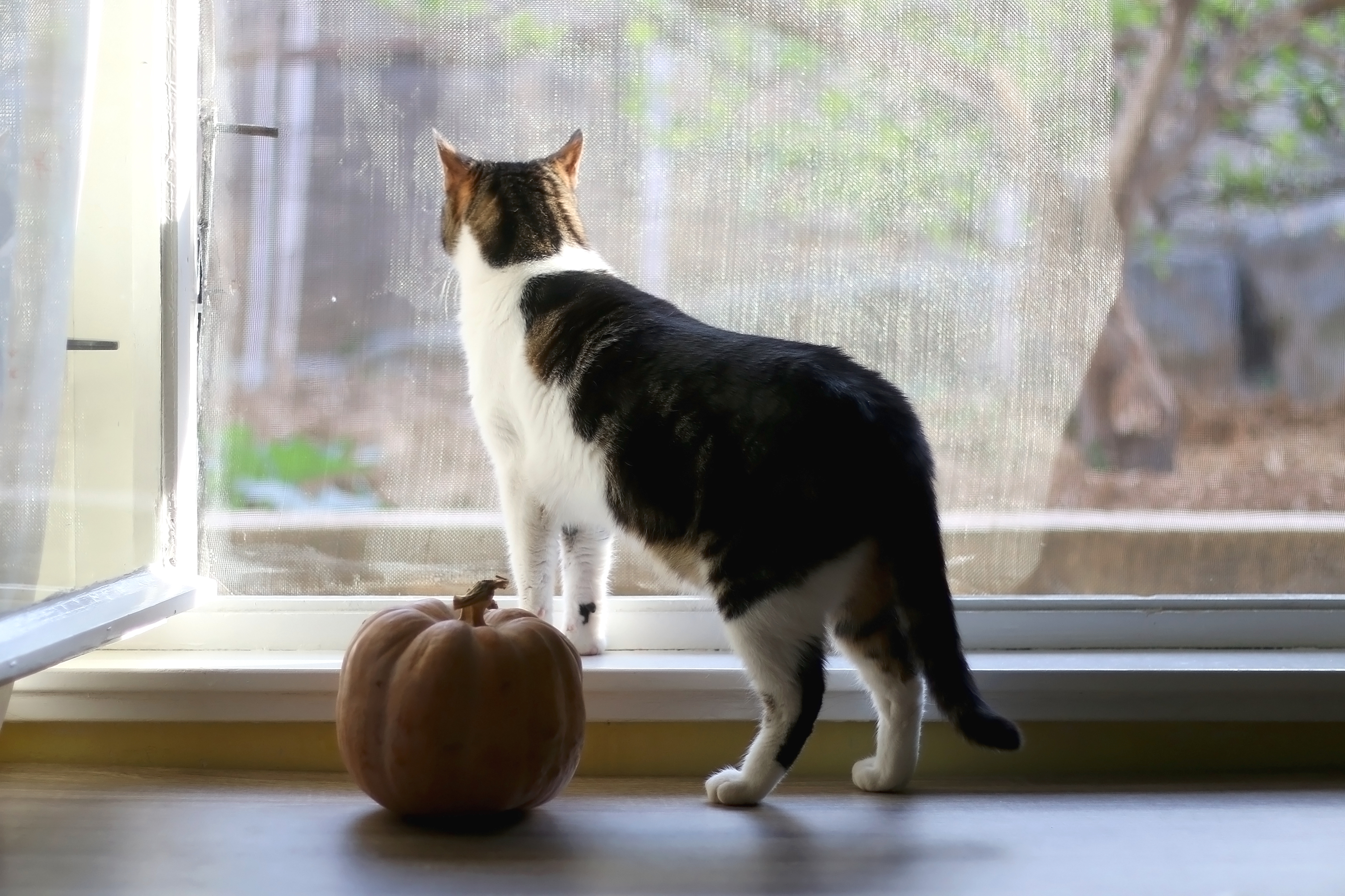 A cat looking out a window.