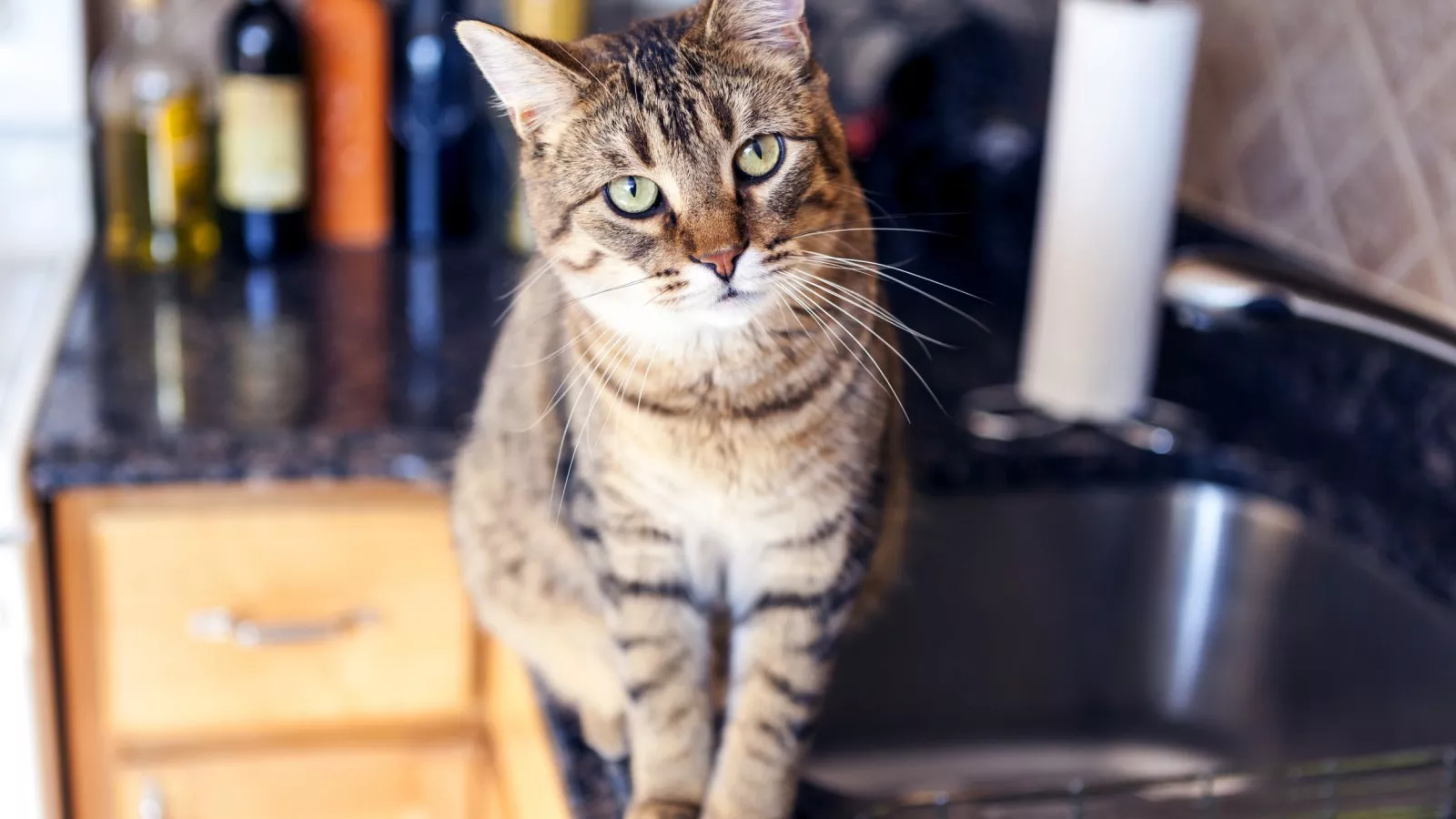 Prevent cat from clearance jumping on counter