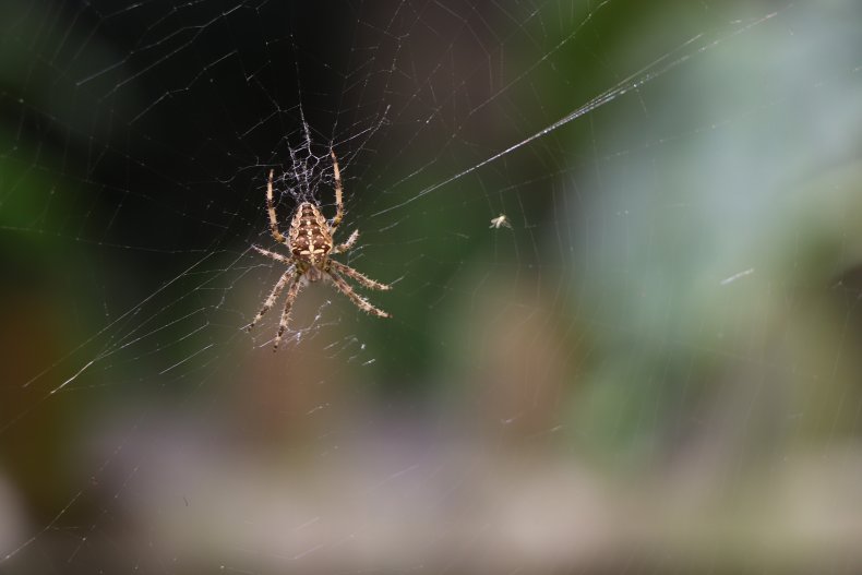 False widow spider in web
