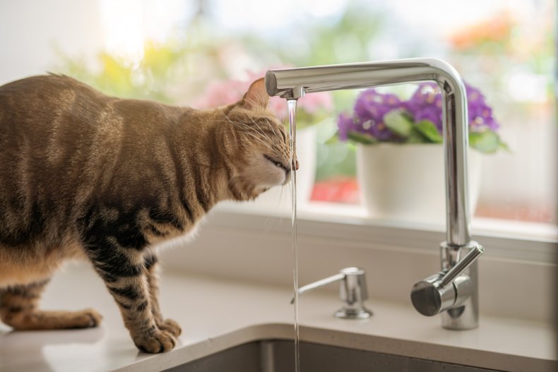 Un chaton qui boit au robinet d'un évier.