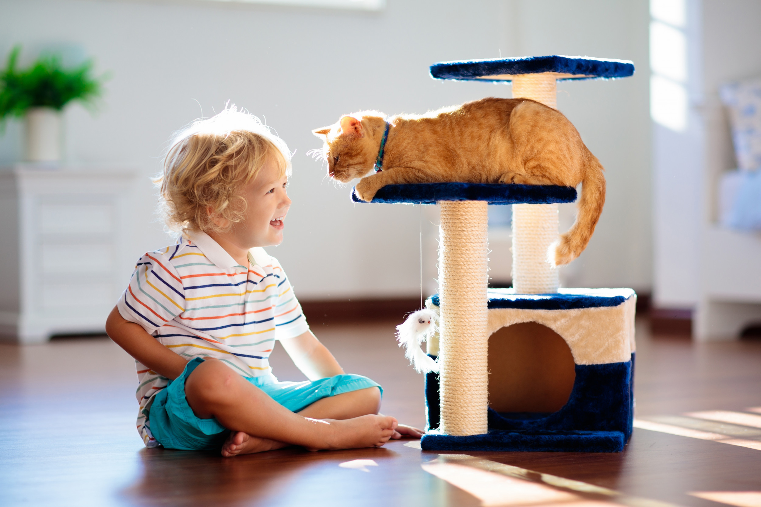 kitten on a cat tree.