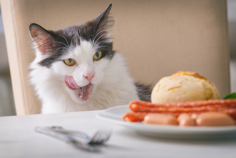 A cat looking at food.