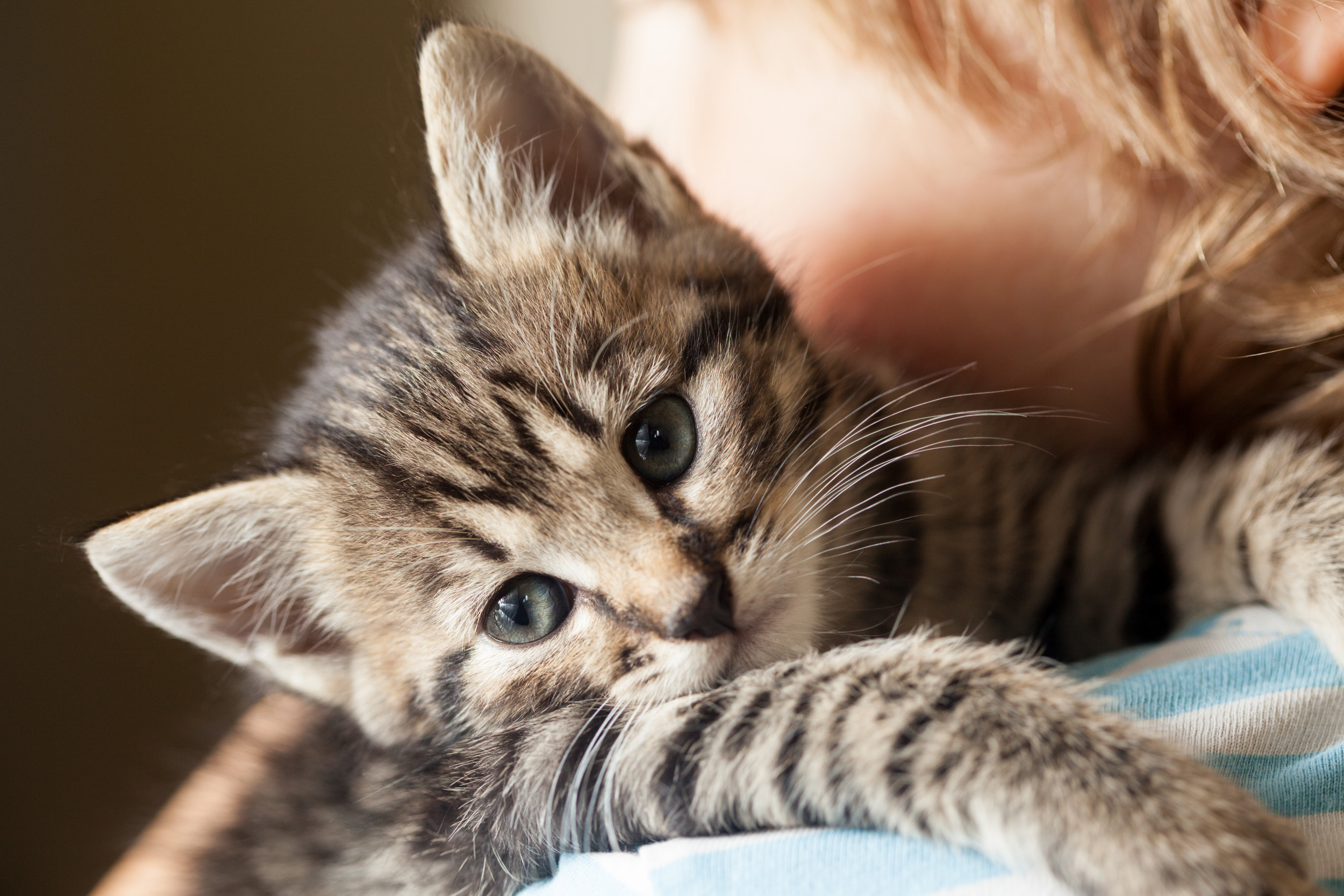 A kitten being cuddled on a shoulder.