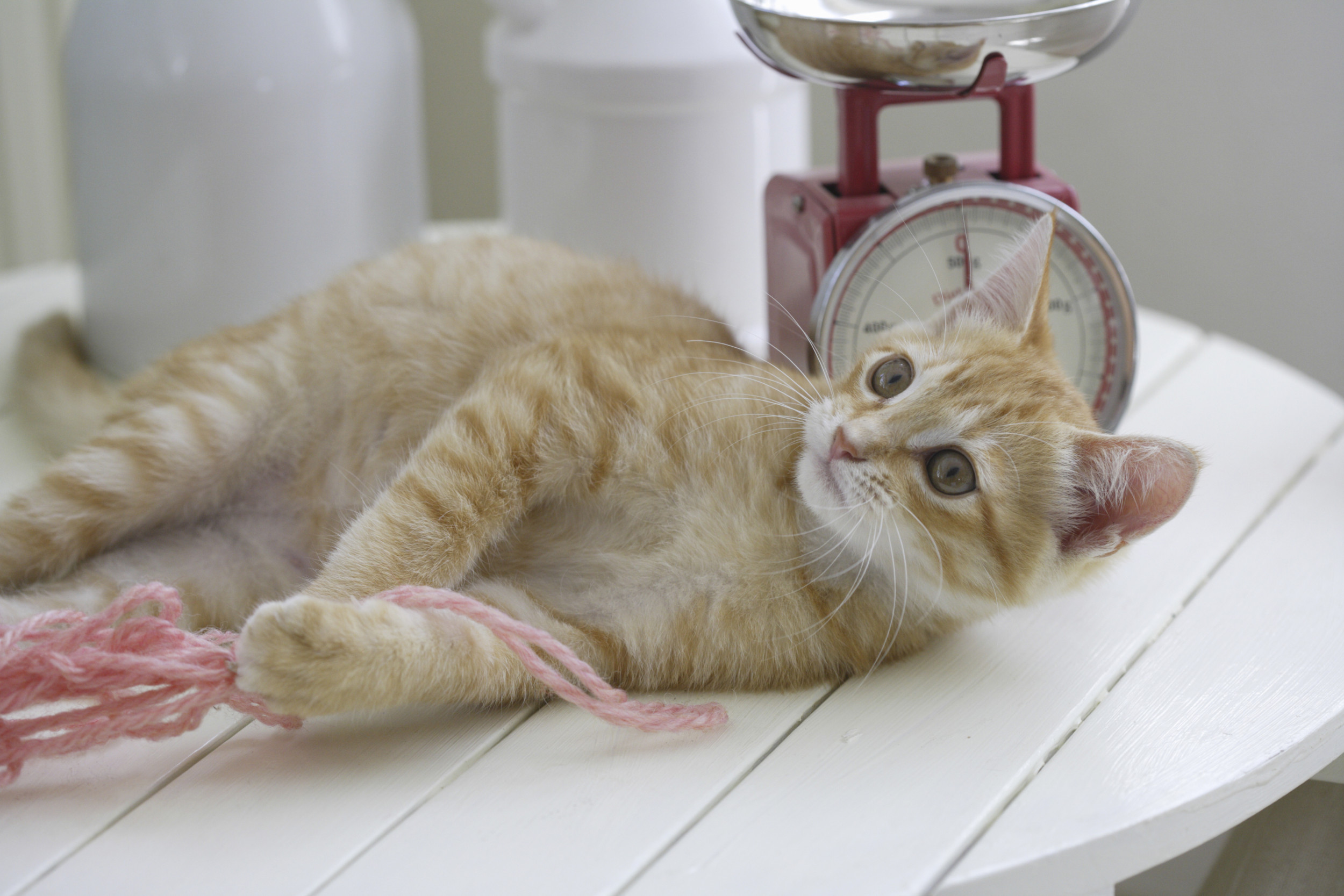 A kitten on a kitchen counter. 