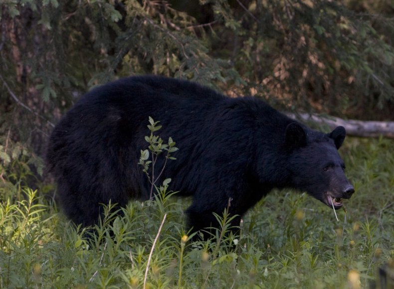 Black Bear Colorado