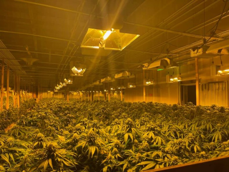 Marijuana