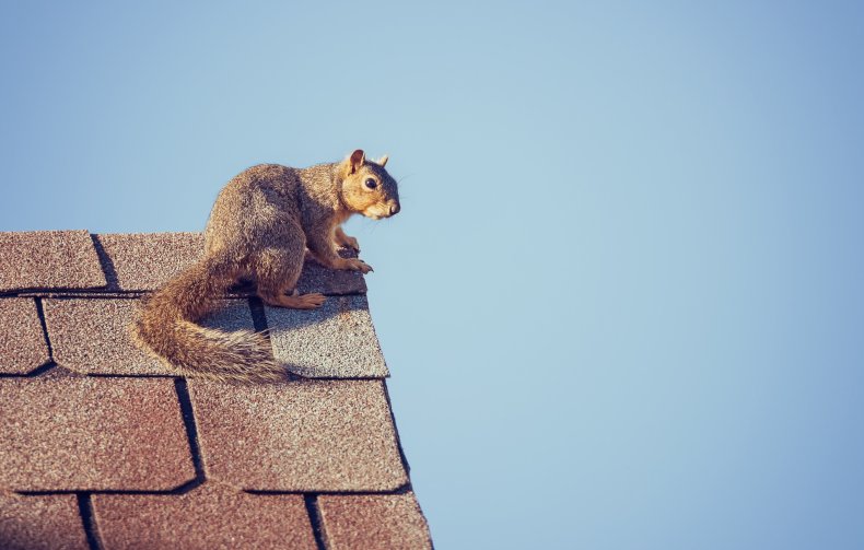File photo of a squirrel on roof.