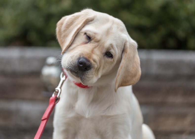 Confused yellow labrador