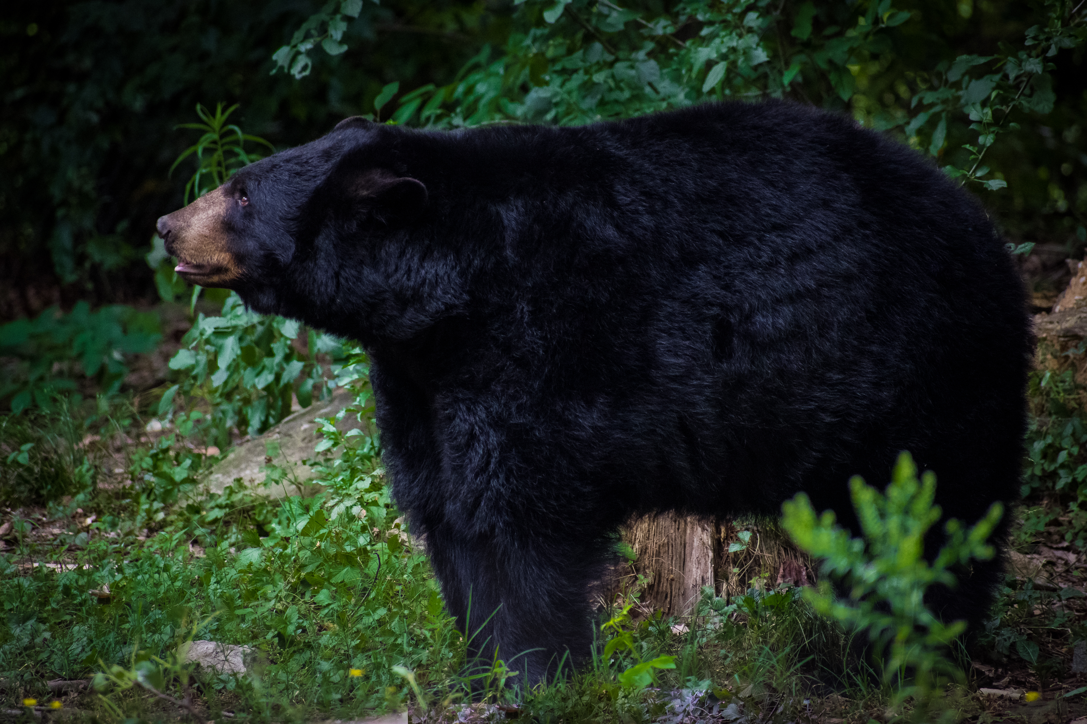 Nature: Bears in North Carolina 