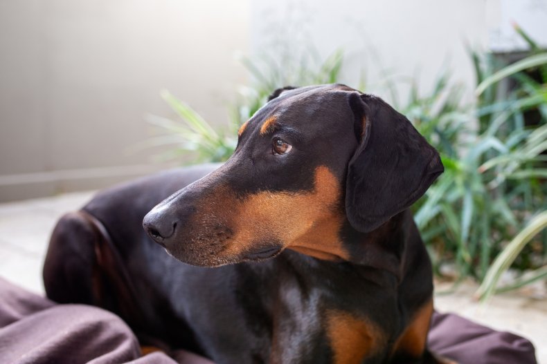 File photo of a Doberman.