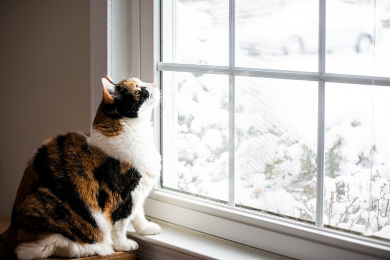 Cat sitting at a window