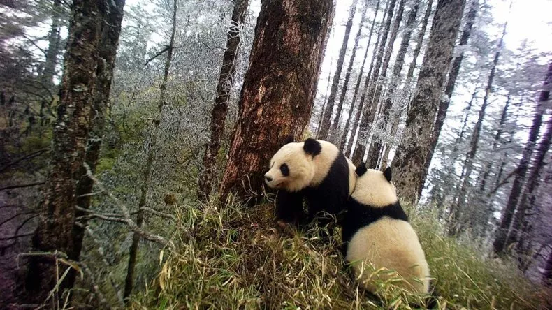 Two pandas snuggling