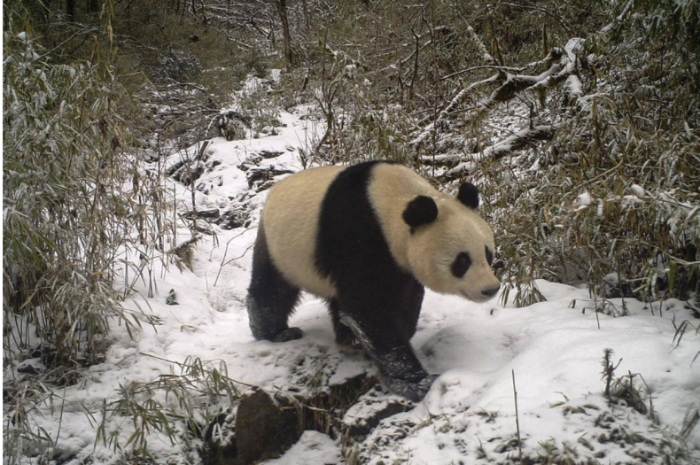 Pandas, mating