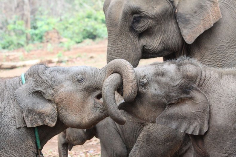 Elephants and siblings 