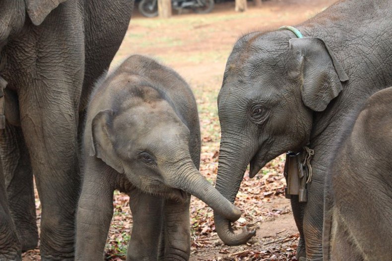 Two elephant siblings 