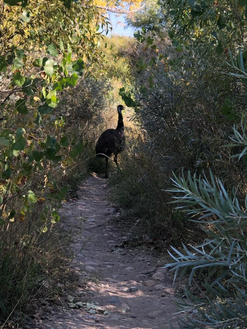 Emu on Trail