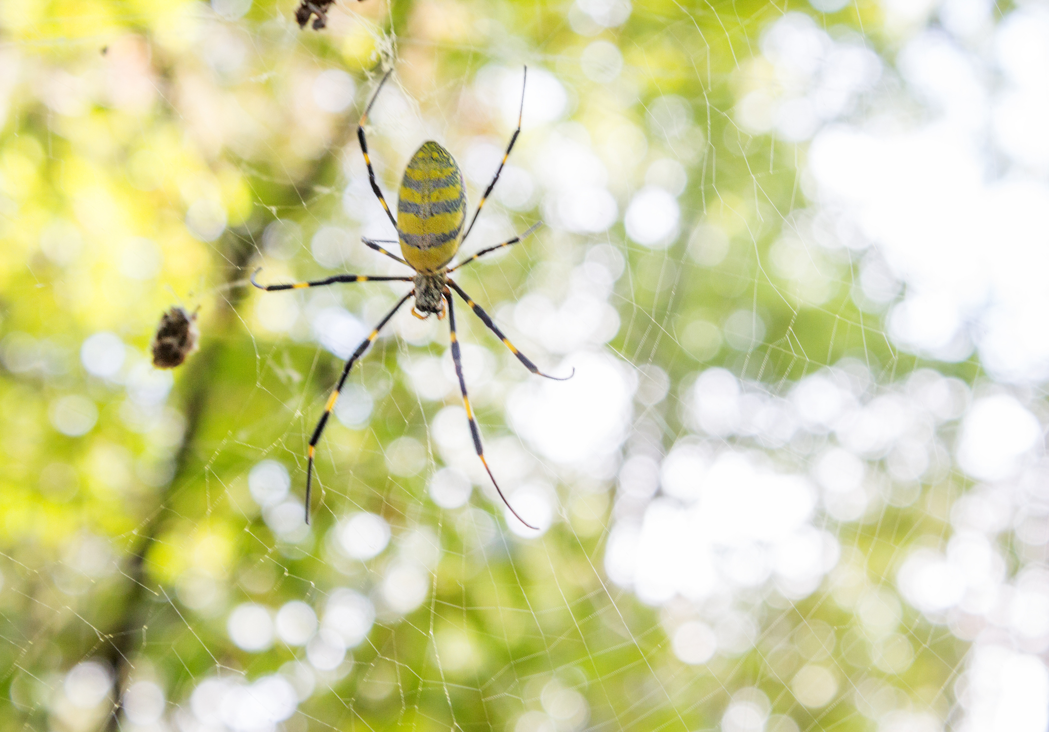 Black and yellow Joro spiders naturally shy, harmless, UGA