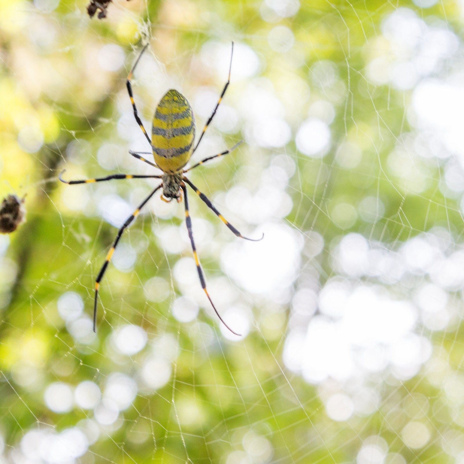 Large Invasive Spider Species Growing in 'Extreme Numbers' in Georgia