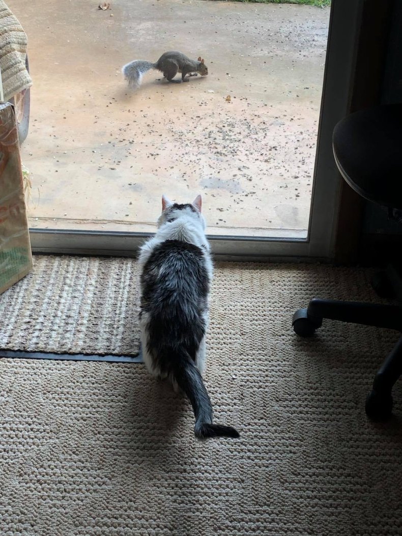 Gus watching a squirrel through the door