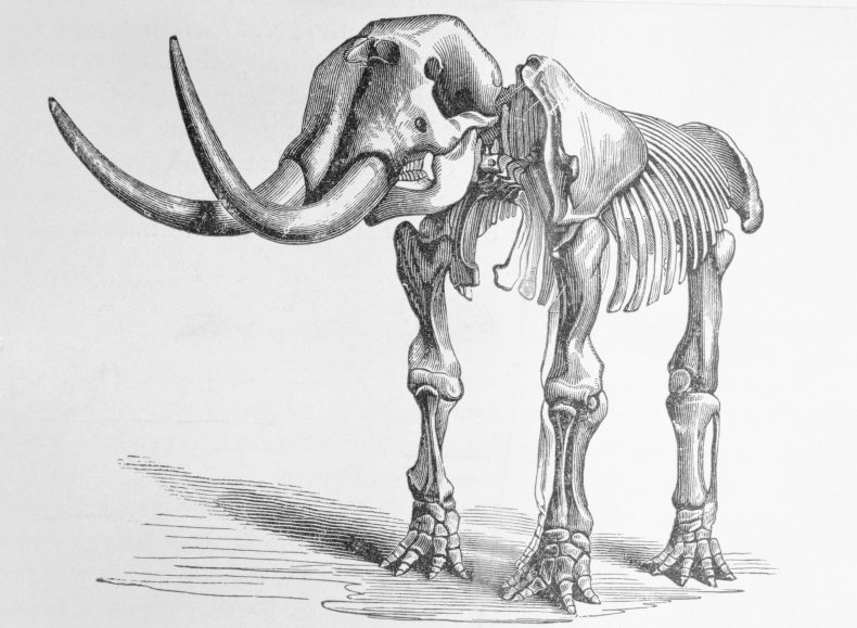 Mastodon Skeleton