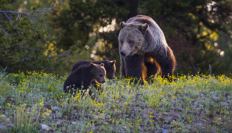 A grizzly bear and two cubs