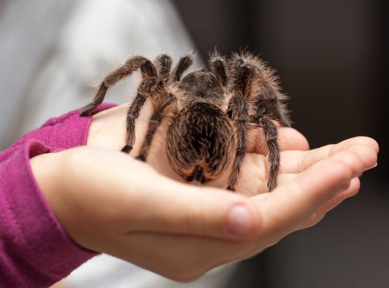 tarantula