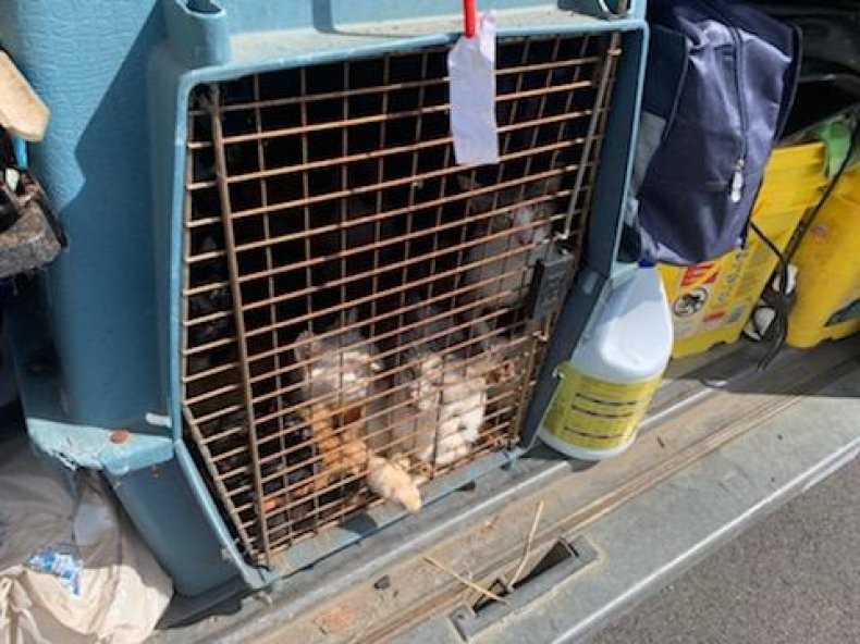 Cats in one of the carriers