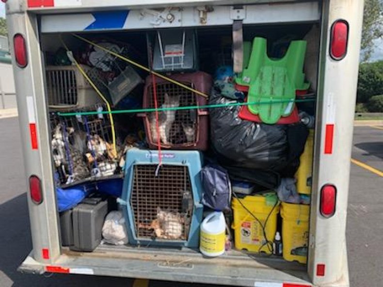 The cats in the back of truck