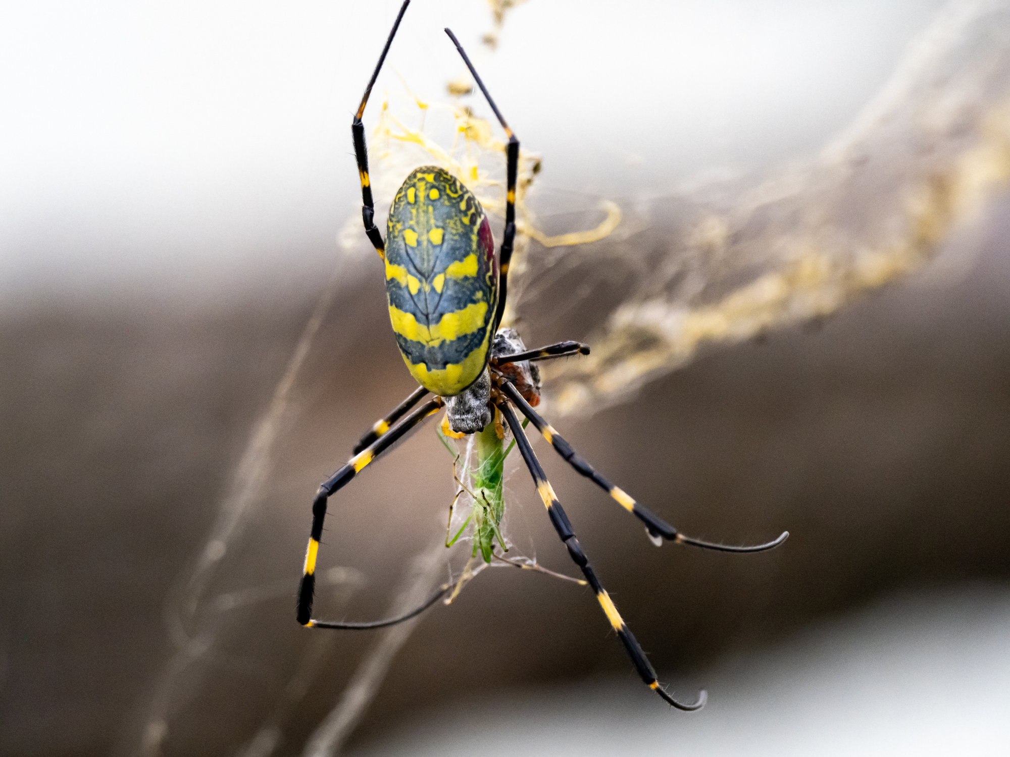 Joro Spider Eating Grasshopper 