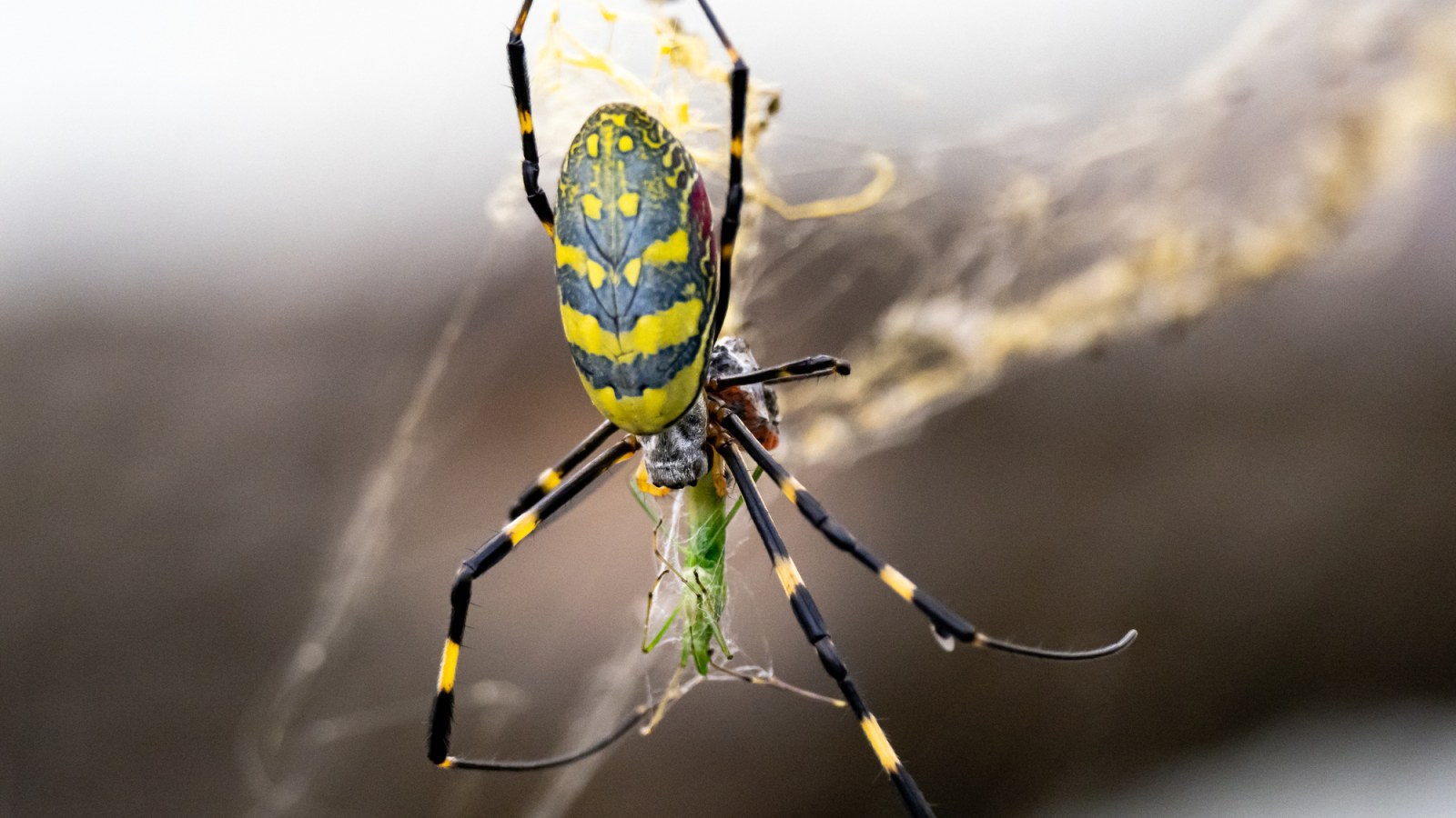 Is the Joro Spider Venomous? Numbers of Large Invasive Species Explode in  Georgia
