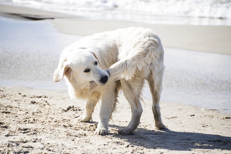 A dog's tail is made of bones