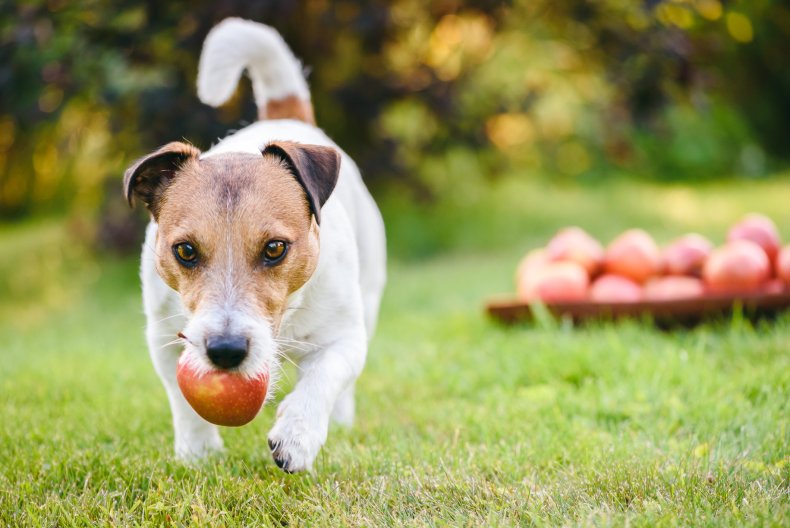 Apples are a great source of fiber