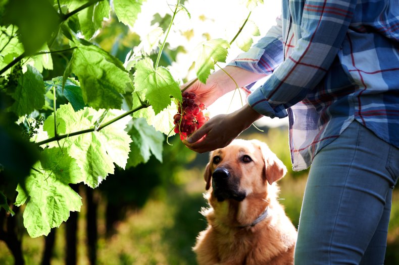Grapes are very bad for dogs