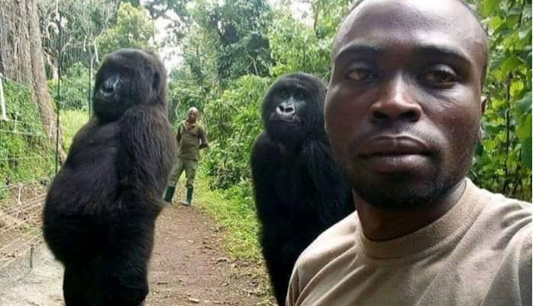 Selfie Gorilla
