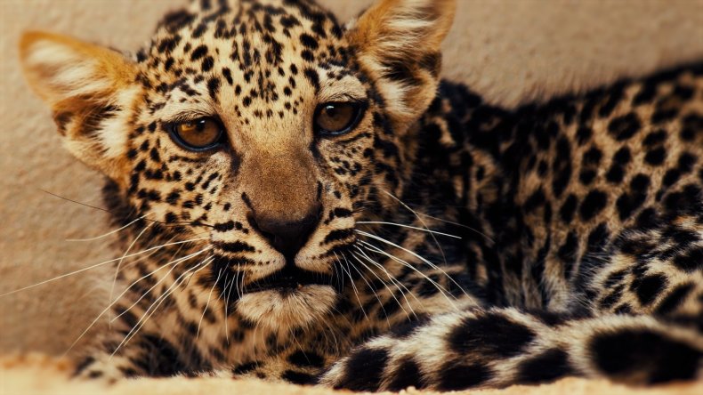 A rare Arabian leopard cub