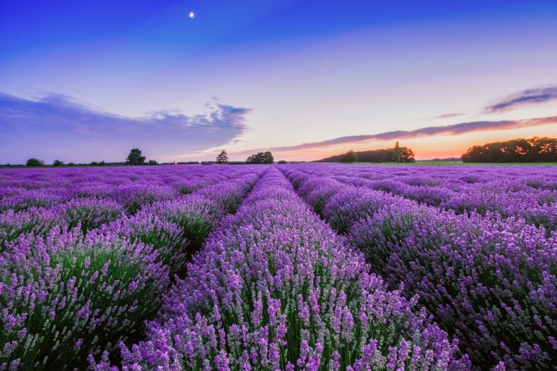 Sunrise over a lavender field.