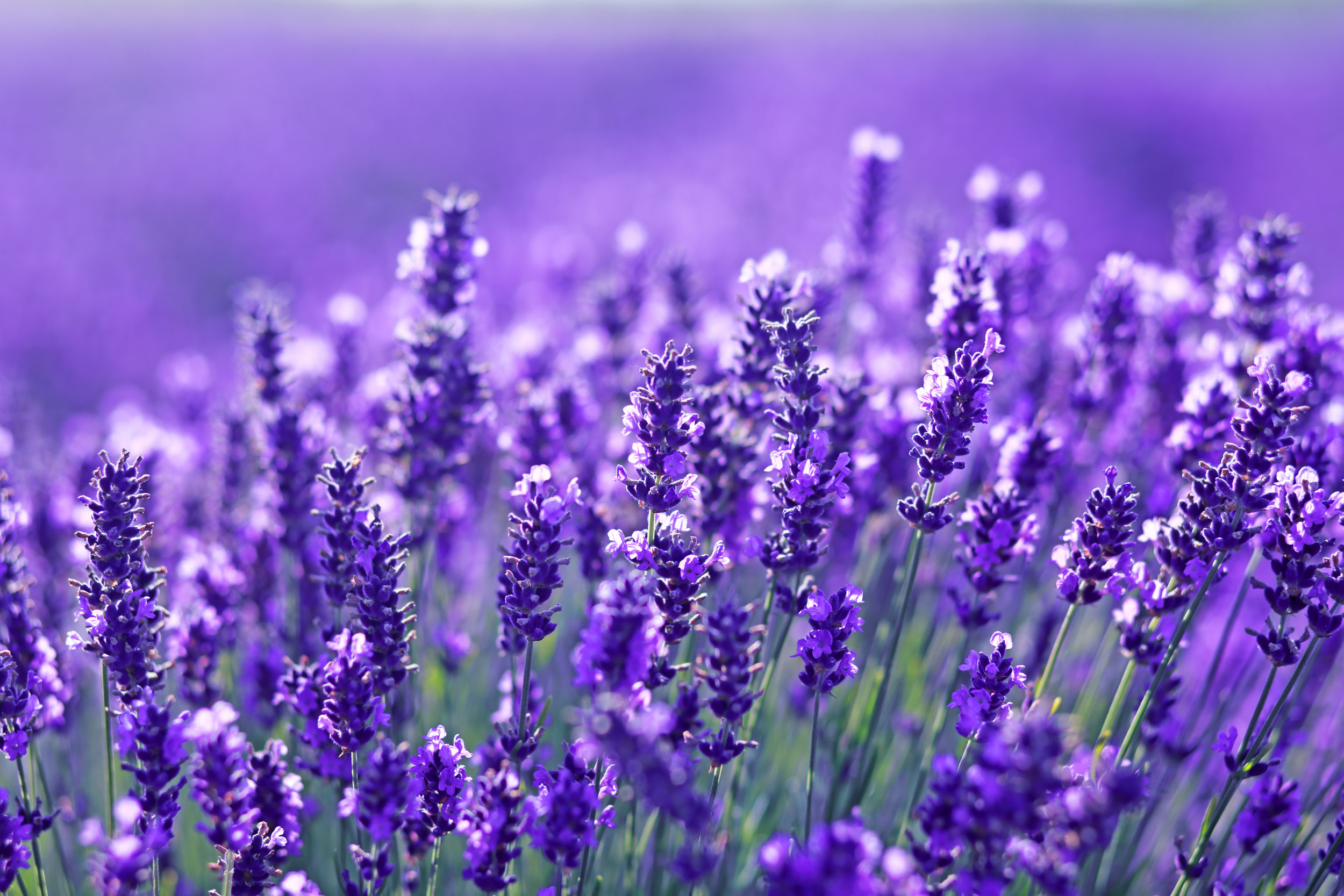 Lavender Lavender Plants