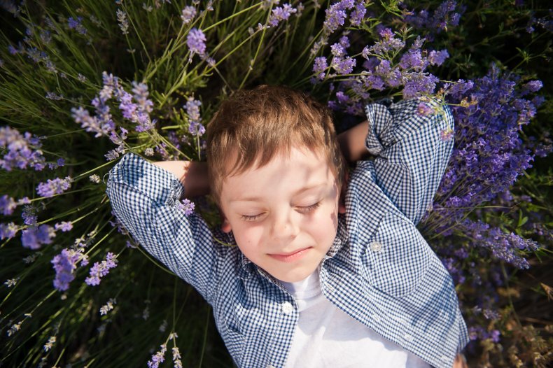 A child laying in a lavender field.