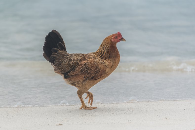 Beheaded Roosters found on Georgia Beach
