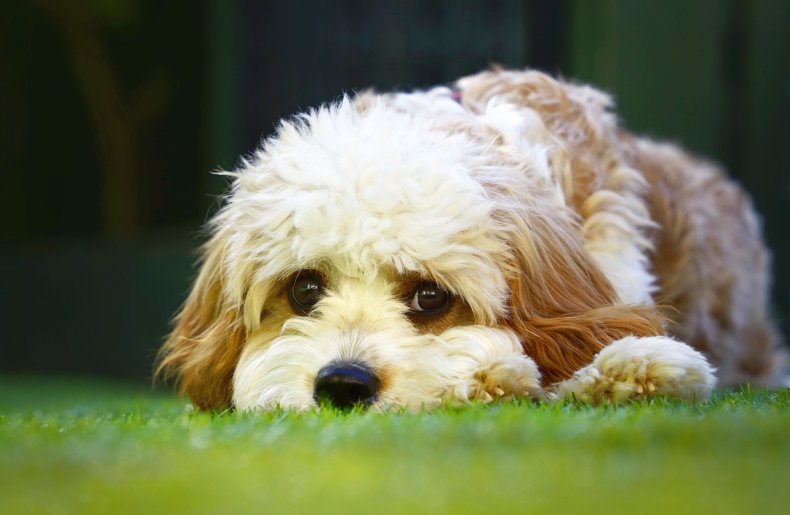 Dog lying down in grass
