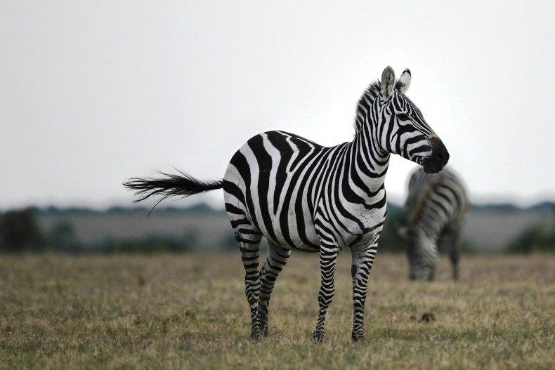 Escaped Zebras
