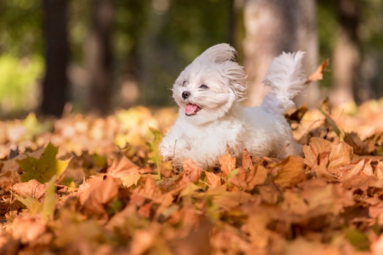 Maltese rescue